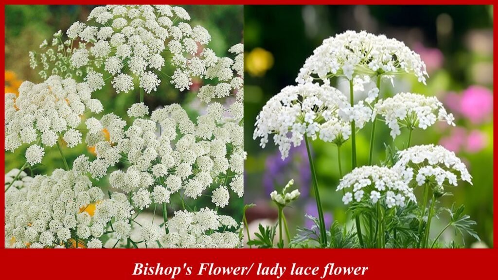 Bishops Flower, lady lace flower
