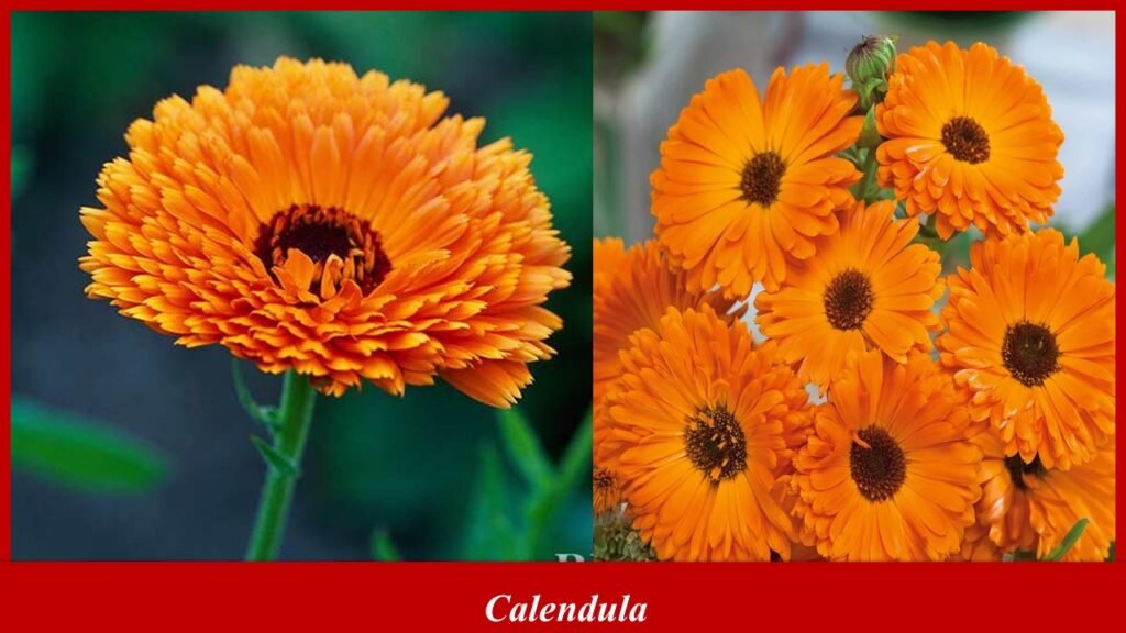 Calendula