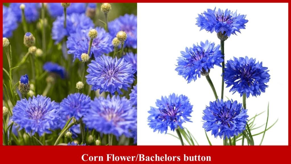 Corn Flower Bachelors button