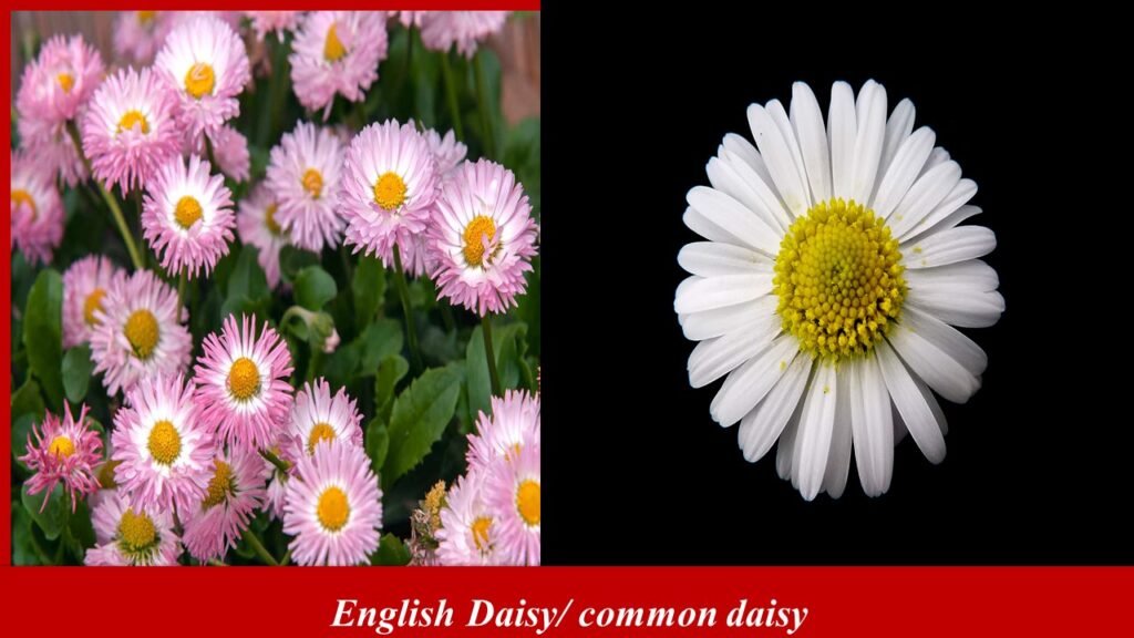 English Daisy -common daisy