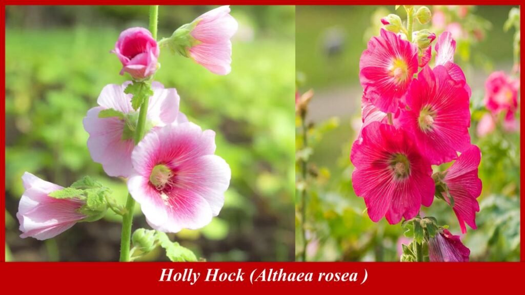 Holly Hock